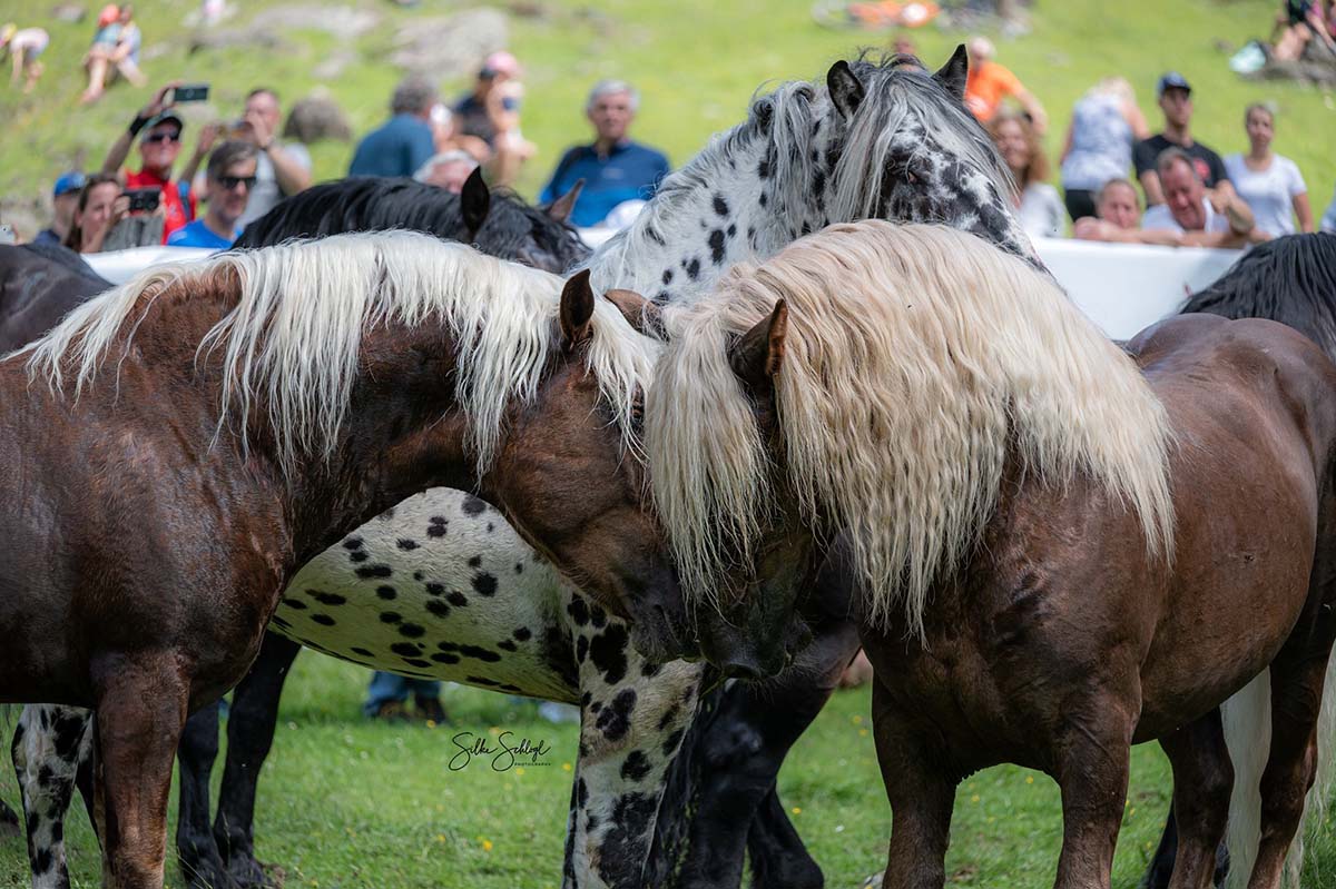 Noriker Stallion Drive, Kirchberg @Silke Schlogl